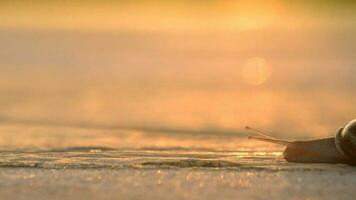 Snail dragging its shell on the tarmac at sunset video