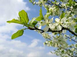 rama de un cierne árbol con blanco flores foto