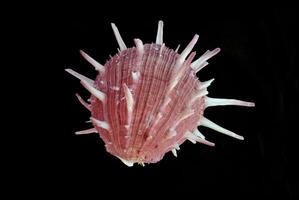 Sea shell on black background photo