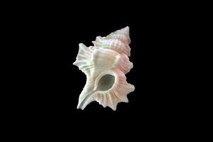 Sea shell on black background photo