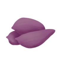 sweet potato illustration on png transparant background