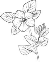 simple periwinkle flower drawing, pencil sketch Sada bahar flower drawing, outline periwinkle drawing, periwinkle flower line drawing, clip art periwinkle flower outline, noyontara coloring page f vector