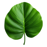 AI generated Green jungle leaf clip art png