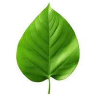 AI generated Green leaf clip art png