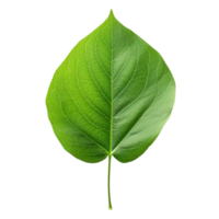 AI generated Green leaf clip art png