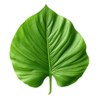 AI generated Green leaf clip art png