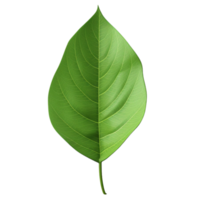 AI generated Green leaf clip art png