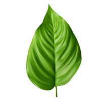 AI generated Green leaf clip art png