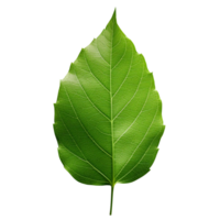 AI generated Green leaf clip art png