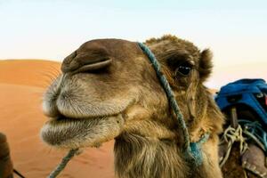 a camel with a saddle and backpack in the desert photo