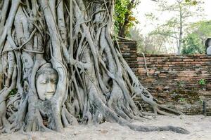 a buddha head is sitting in the roots of a tree photo