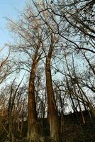 two tall trees in the woods with no leaves photo