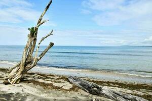 a dead tree on the beach with the ocean in the background photo