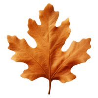 AI generated Oak leaf clip art png