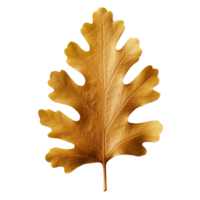 AI generated Oak leaf clip art png