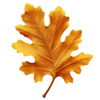 AI generated Oak leaf clip art png