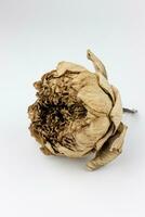 Dried flower on a white background. Dry lotus petals. photo