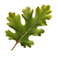 AI generated Oak leaf clip art png