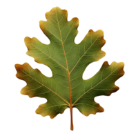 AI generated Oak leaf clip art png