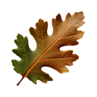 AI generated Oak leaf clip art png