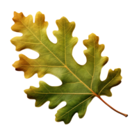 AI generated Oak leaf clip art png