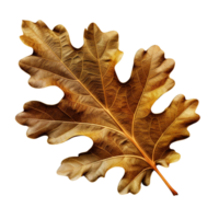 AI generated Oak leaf clip art png
