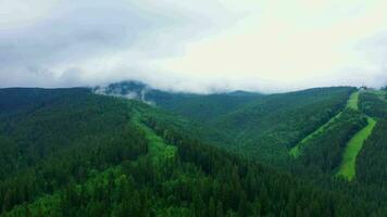 Aerial top view forest tree, Rainforest ecosystem and healthy environment concept and background, Texture of green tree forest view from above video