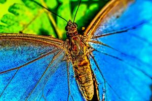 un cerca arriba de un azul mariposa en un verde hoja foto