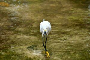 a white bird with long legs standing in shallow water photo