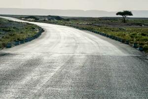 a lone tree stands in the middle of an empty road photo