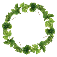 Wreath composition with green grape leaves. Watercolor illustration isolated on transparent background. Hand drawn natural design element. Round frame for cards, wedding invitations, greetings. png
