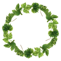 couronne composition avec vert grain de raisin feuilles. aquarelle illustration isolé sur transparent Contexte. main tiré Naturel conception élément. rond Cadre pour cartes, mariage faire-part, salutations. png