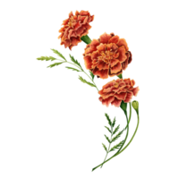 Ringelblume ebenfalls bekannt wie Tagetes Blumen Aquarell Illustration Design auf transparent Hintergrund. png