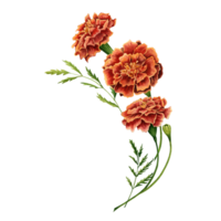 Marigold also known as tagetes flowers watercolor illustration design on transparent background. png