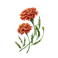 Marigold also known as tagetes flowers watercolor illustration design on transparent background. png