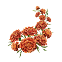 Marigold flowers with green leaves arrangement design element. Hand drawn watercolor illustration isolated on transparent background. Frame for cards, invitations, printing materials, decorations png