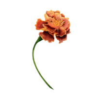 Marigold also known as tagetes flowers watercolor illustration design on transparent background. png