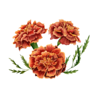 Marigold also known as tagetes flowers watercolor illustration design on transparent background. png
