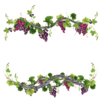 Bunch of grapes with leaves on old vine frame isolated on transparent background. Hand drawn watercolor illustration. Perfect for frames and card borders. png