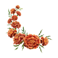 Marigold flowers with green leaves arrangement design element. Hand drawn watercolor illustration isolated on transparent background. Frame for cards, invitations, printing materials, decorations. png