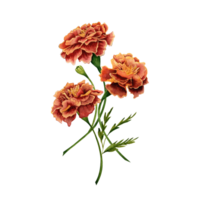 Marigold also known as tagetes flowers watercolor illustration design on transparent background. png