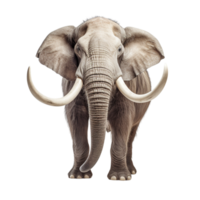 ai genererad elefant på transparent bakgrund png bild