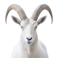 AI generated mountain goat on transparent background PNG image