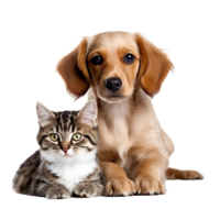 AI generated cat and puppy on transparent background PNG image