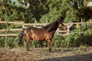 Tethered brown pony running in the paddock. photo