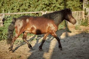 Tethered brown pony running in the paddock. photo