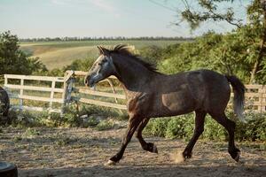 Horse running in the paddock on the sand in summer photo