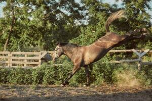 Horse running in the paddock on the sand in summer photo