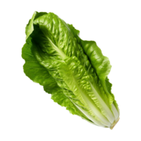 ai generiert Romaine Grüner Salat Clip Kunst png