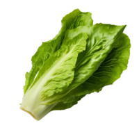 AI generated Romaine lettuce clip art png